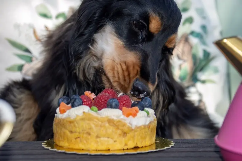 Adélaïde le cocker qui déguste son gâteau d'anniversaire aux fruits frais