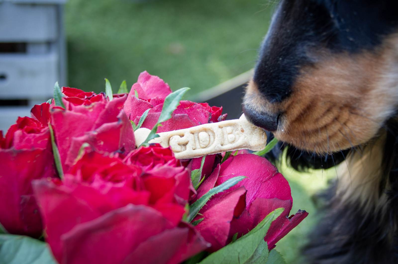 Biscuits pour chien artisanaux et naturels personnalisés en forme d'os
