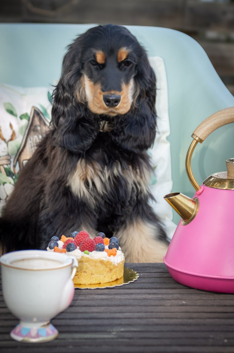 Adélaïde, cocker anglaise mascottes des Gourmandises d'Adélaïde